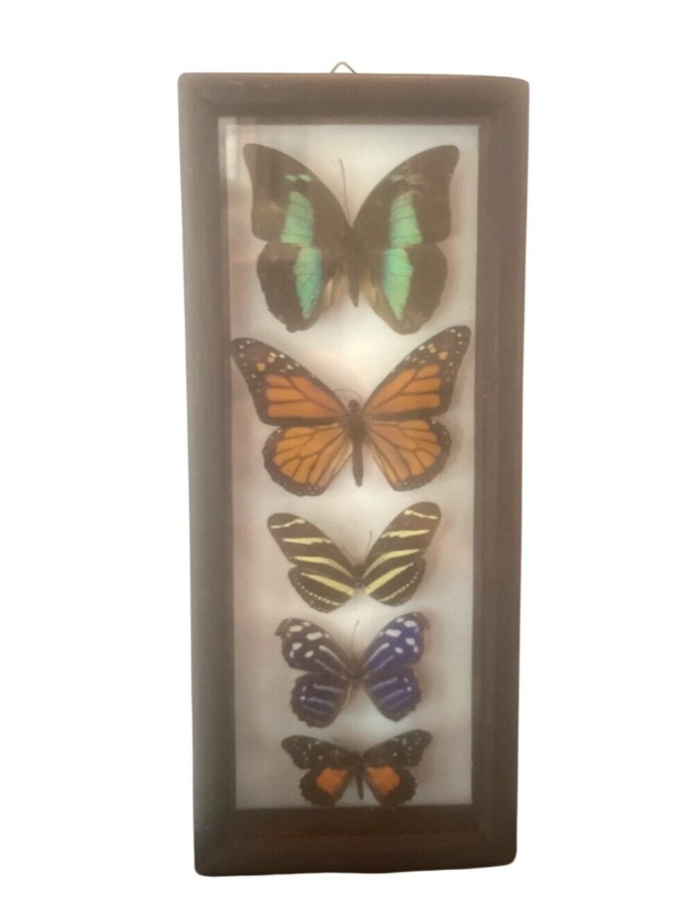 Wooden Framed Butterfly Specimen Shadowbox 6 Vibrant Butterflies